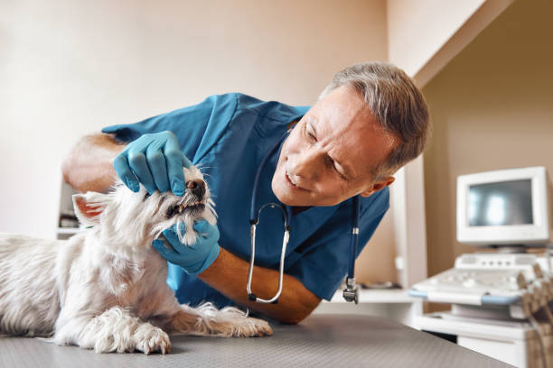  Rochester, WA Emergency Dentist Pros
